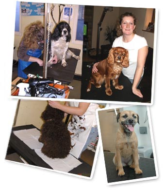 Dog being groomed